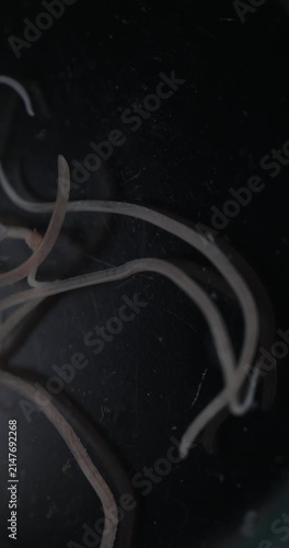 Cestode Larva (Cysticercus) and Strongyloides ratti Parasites in lab.