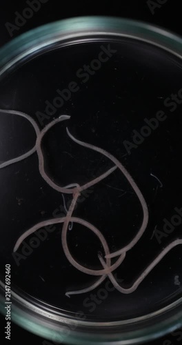 Cestode Larva (Cysticercus) and Strongyloides ratti Parasites in lab.