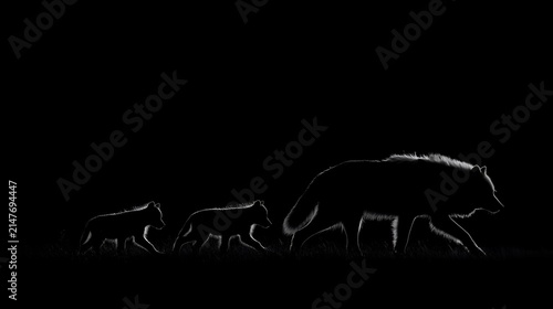 Fototapeta kuchenna Three wolves walking at night, backlit silhouette in black and white, with tall grass and clear night sky