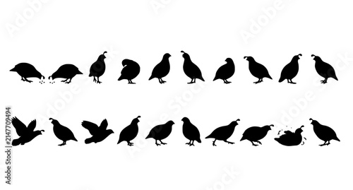 Wild Quail Silhouette Vector Pack