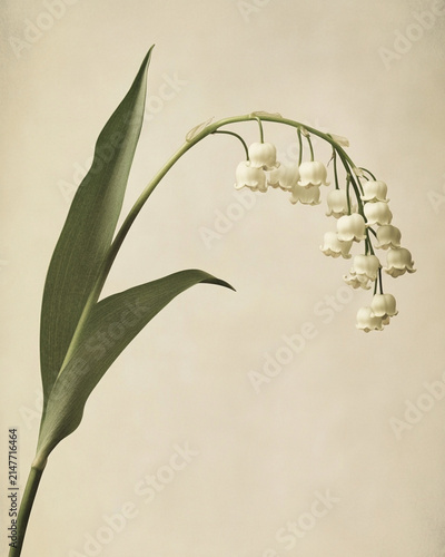 Graceful Lily of the Valley Stem with White Blossoms on Neutral Background