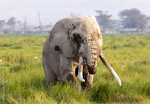 Bild auf Leinwand African elephant tusker wading and giving himself a mud bath in Amboseli Nationa