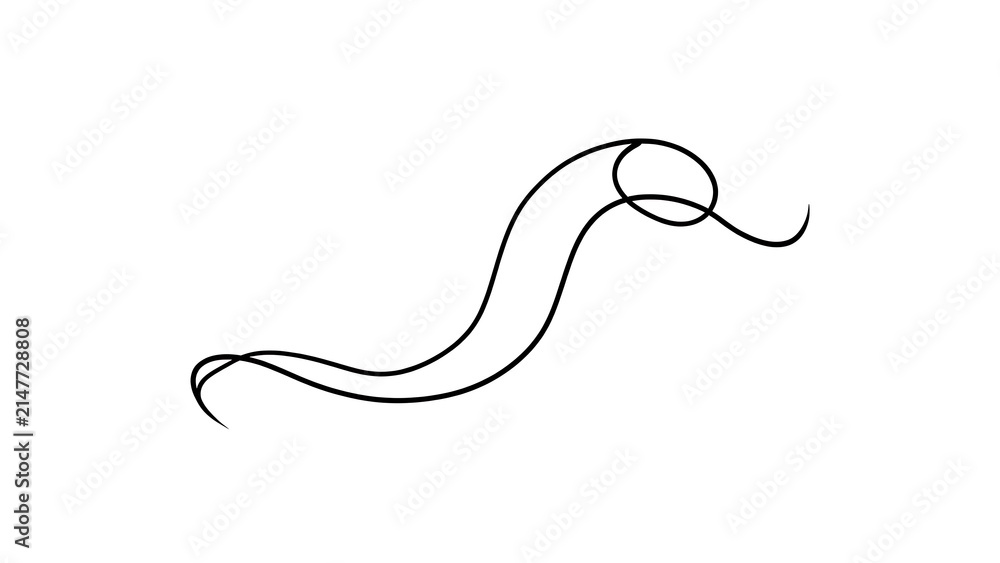 Fototapeta premium Elegant black swirl line art on white background.