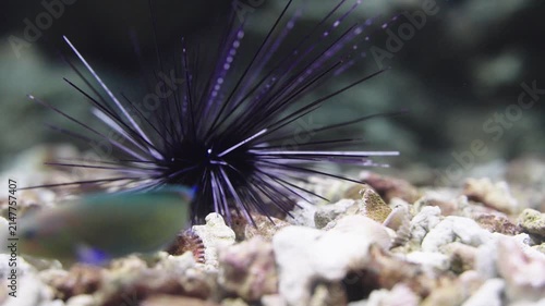 A close-up shot of a black long-spined sea urchin resting on a rocky coral seabed in clear water. The underwater macro photograph captures the sharp needles and natural marine environment.
