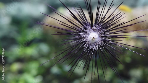 Macro shot of a long-spined sea urchin underwater. The purple spines radiate from a central white core. Selective focus highlights the intricate texture against a blurred aquatic background.