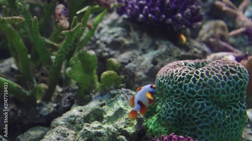 Vibrant coral reef with colorful tropical fish swimming among brain coral and green staghorn coral. Underwater scene showing marine biodiversity in a clear saltwater aquarium or ocean habitat.