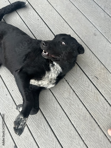 A black Dog Relaxing on a Backyard Deck Featuring Adorable Canine Companion and Peaceful Outdoor Living Space