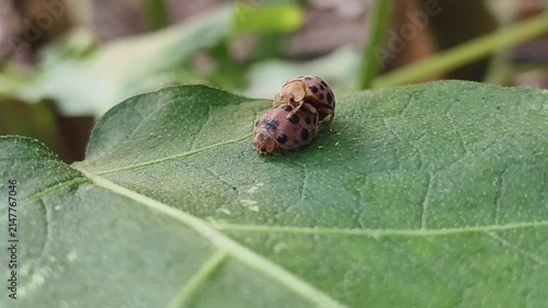 Ladybug crawling on a green leaf in natural outdoor environment