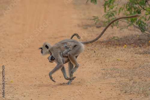 Canvas Print Gray langur monkey carrying its baby on a dirt path in the indian wilderness wit