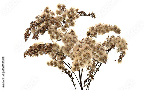 flower isolated on white background