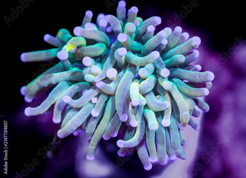 Konstfotografi Dragon Tamer Torch Coral Large Polyp Stony Coral Underwater Close Up
