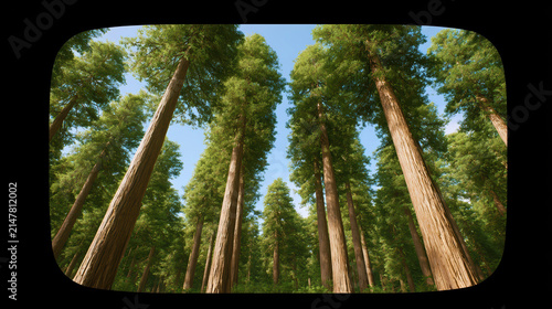 Tall Redwoods Reaching Towards the Blue Sky in Forest Setting