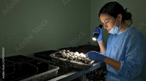 A diligent researcher in protective gear carefully inspects a tray of cultivated mushrooms using a flashlight