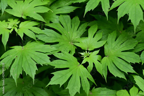 Obraz na płótnie Close-up of fresh green deeply lobed leaves of a wild woodland plant