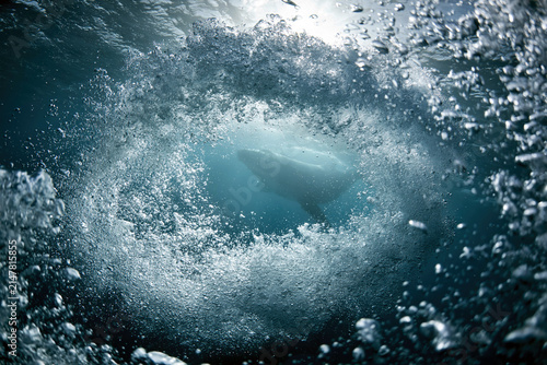 Bubbles Rising Through Water Creating a Ring with a Whale Below