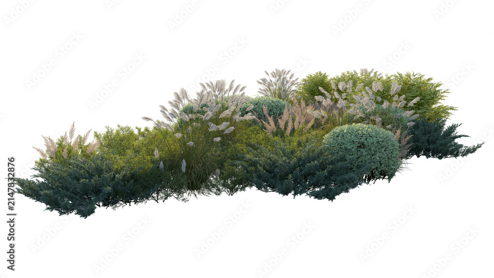 Fototapeta premium garden landscape composition with blooming hydrangea bushes, ornamental pampas grass, and shrubs (hydrangea, pampas grass, shrubs) isolated PNG on a transparent background cutout