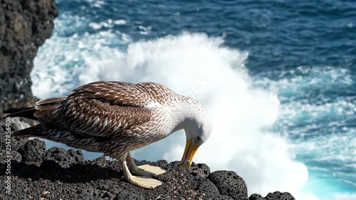 Juvenile Seagull Standing on Dark Volcanic Coastal Rocks with Crashing Ocean Waves