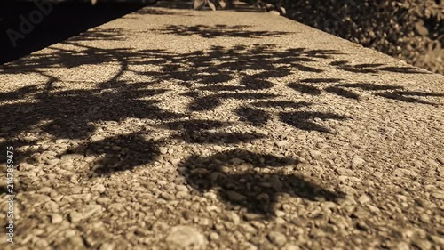 Shadows of Leaves and Branches Dancing on a Textured Pavement