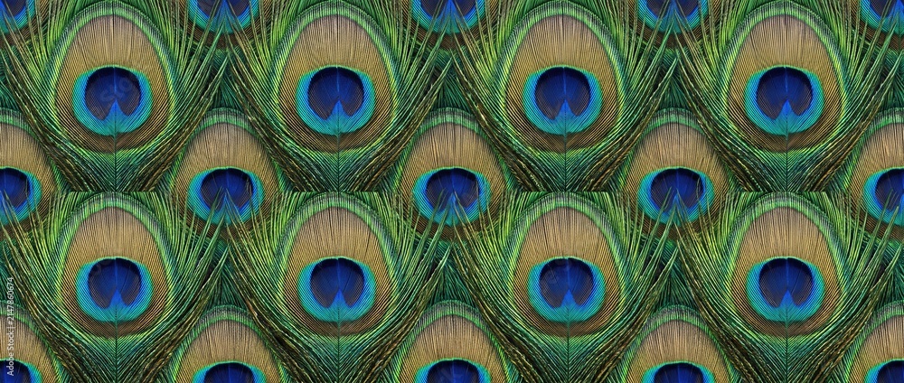 Obraz premium Abstract peacock feather pattern featuring vibrant iridescent plumage texture for luxury fashion branding and sophisticated decorative wallpaper backgrounds.