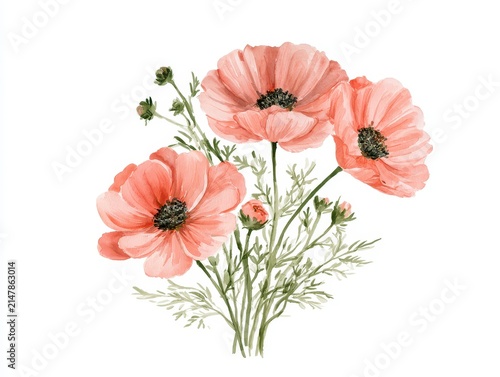 Watercolor illustration of pink anemone flowers isolated on white background