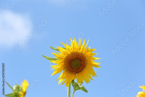 日本の夏の風景 満開のひまわりと青空 / Full bloom sunflowers under a blue summer sky in Japan