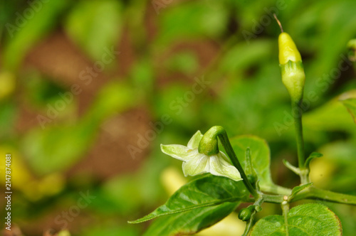 White Chili Pepper Flower Blooming on Plant