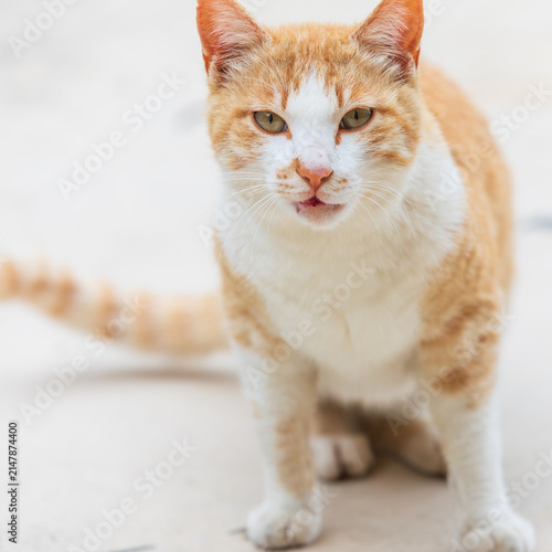 Close-Up Portrait of Orange and White Stray Cat