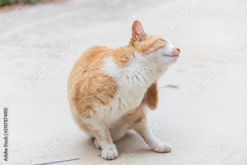 Orange and White Stray Cat Scratching Its Neck Outdoors