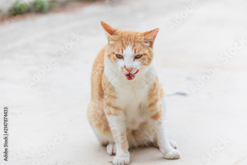 Orange and White Stray Cat Sitting with Tongue Out