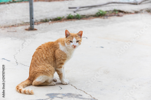 Orange and White Stray Cat Sitting Outdoors with Copy Space
