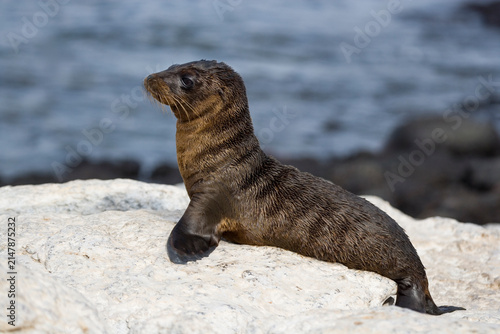 Photography Galapagos Sea lion pup on South Plaza Island in the Galapagos Archipelago Pacifi