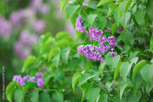 Purple lilac flowers bloomi...