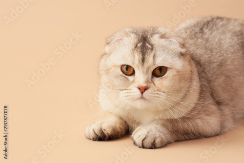 Fotografía Cute Scottish fold cat on beige background, closeup