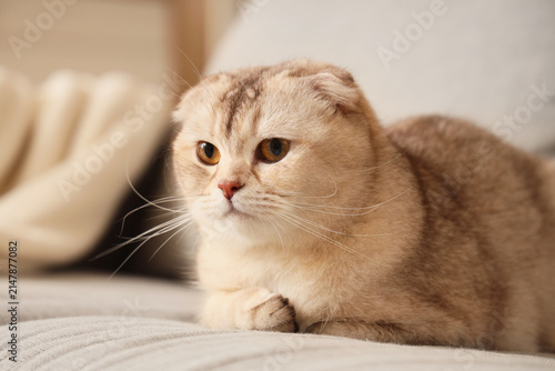 Fotografía Cute Scottish fold cat sitting on sofa in living room, closeup