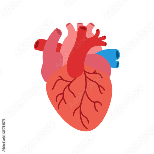 Obraz na płótnie Human heart anatomy transparent background