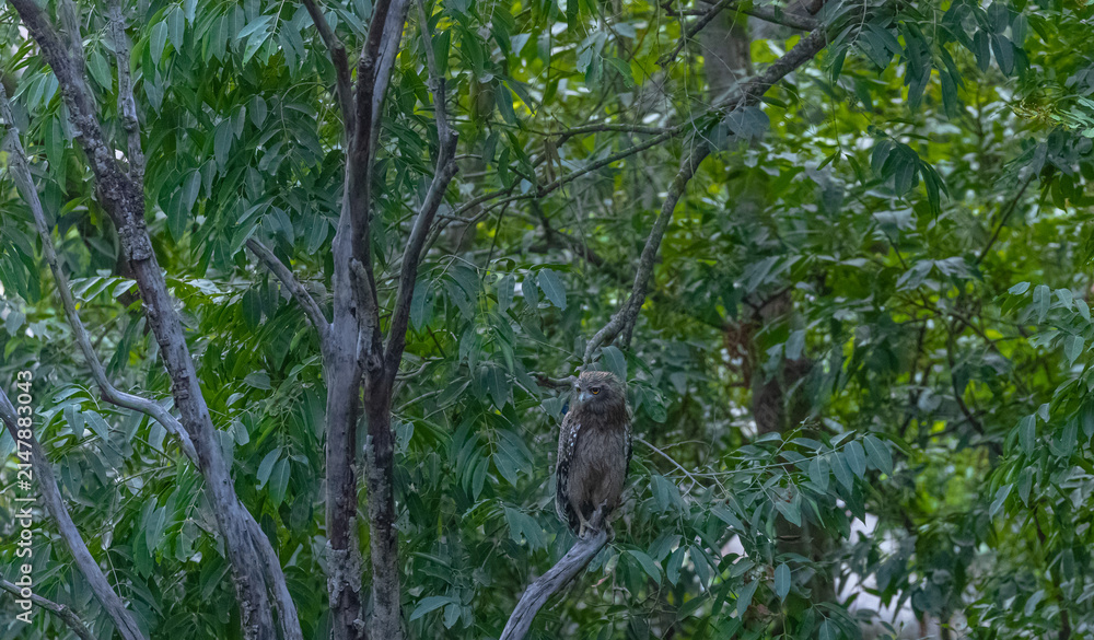 Fototapeta premium Brown Fish Owl (Bubo zeylonensis) perching on tree in forest.