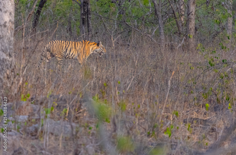 Fototapeta premium Tigress (Panthera tigris) walking in the grassland of panna tiger reserve.