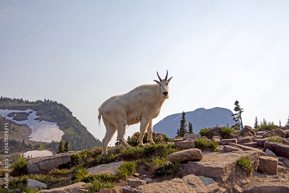 Fototapeta premium Mountain Goats in Glacier National Park