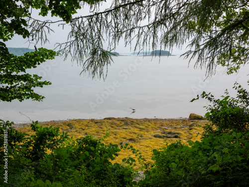 Heron Fishing on Mackworth Island in Maine