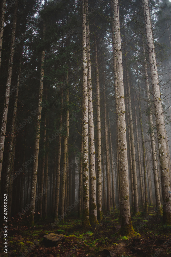 Fototapeta premium Looking up at tall trees in foggy woods