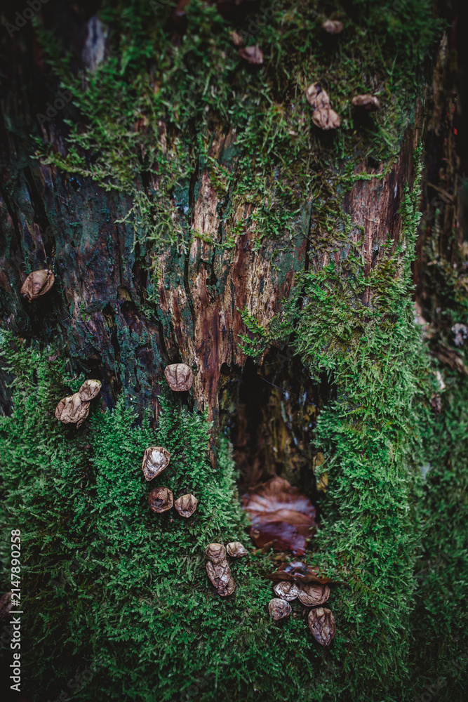 Fototapeta premium Moody close up of green moss on a decaying tree stump