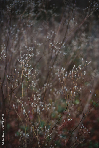 Quadro su tela Delicate dried flower buds in an autumn field
