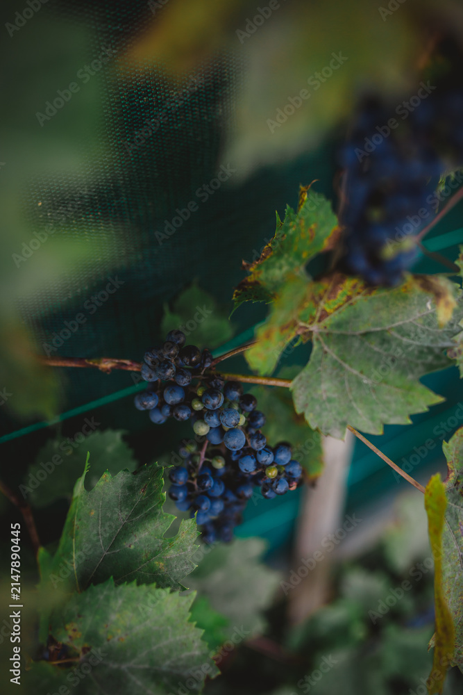Obraz premium Dark blue grapes ripening on a grapevine