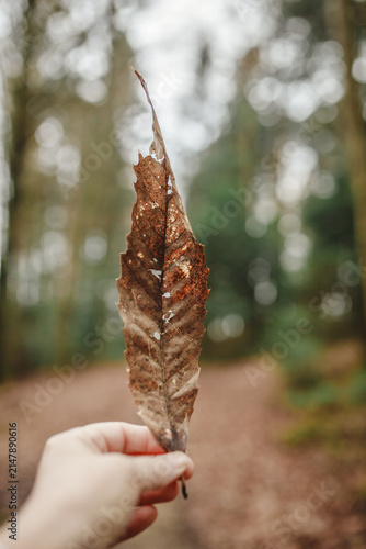 Bild auf Leinwand Hand holding a decaying brown leaf on a forest path