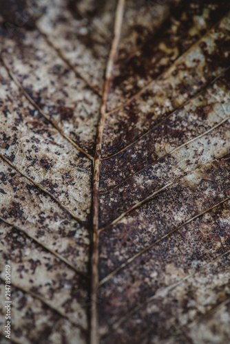 Obraz na płótnie Close up detail of a decaying autumn leaf