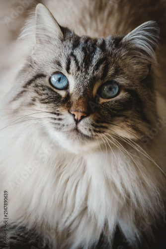 Konstfotografi A beautiful fluffy cat with striking blue eyes