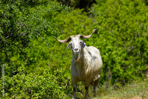 Foto A white goat with large horns stands in a field of green bushes and wildflowers on a sunny day