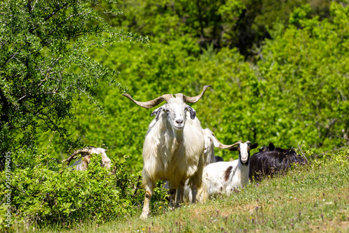 A herd of goats, including a large white goat with impressive horns, graze in a lush green field on a sunny day.