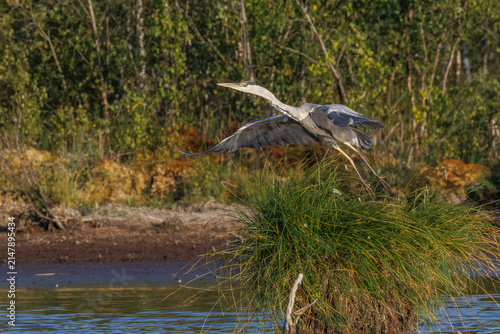 A gray heron in flight over the Schwenninger Moos