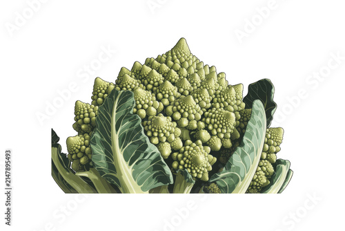 Fresh Romanesco broccoli isolated on transparent. Green fractal vegetable for healthy diet menus.